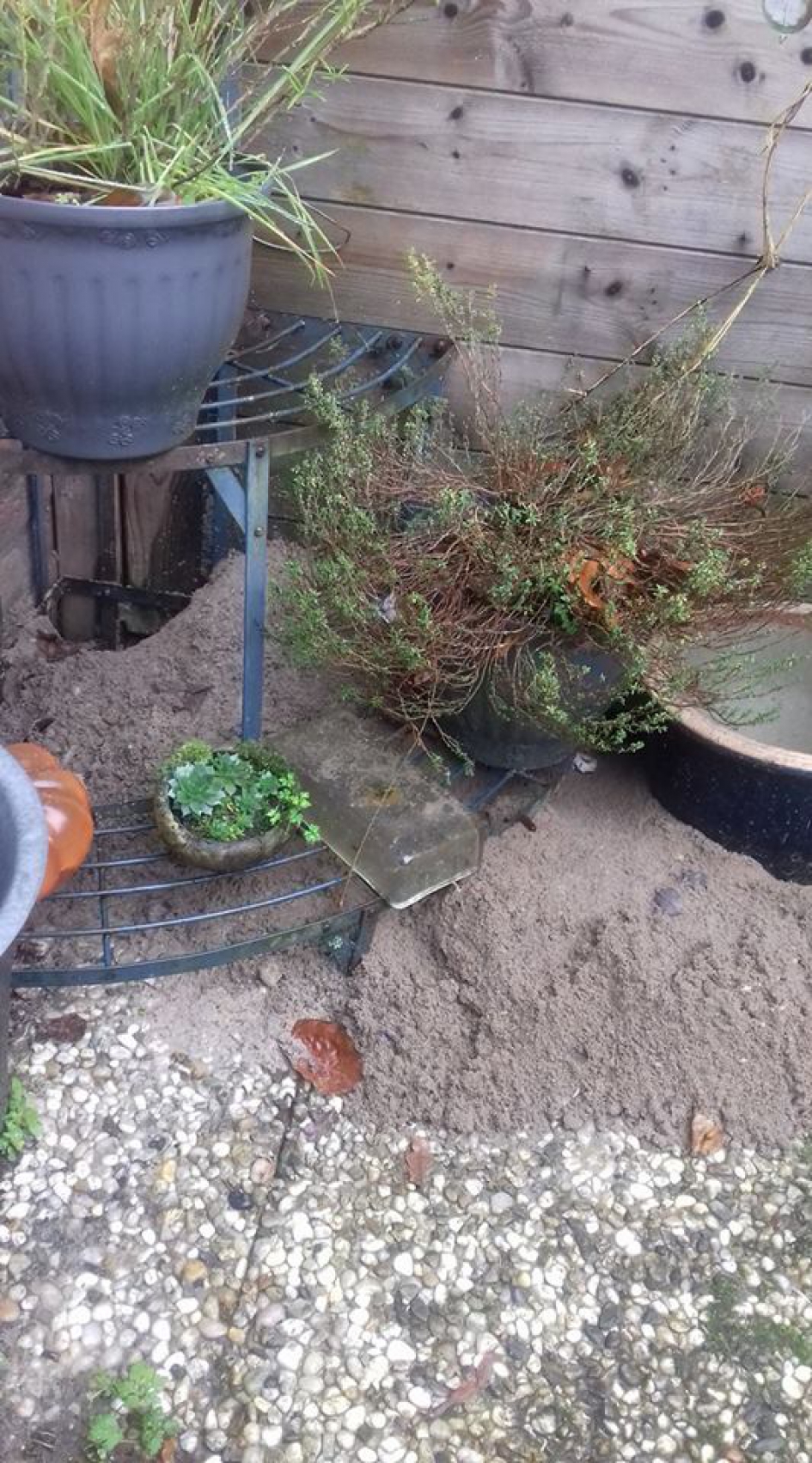 wat is dit, vanochtend in mijn tuin - Zoogdieren - 