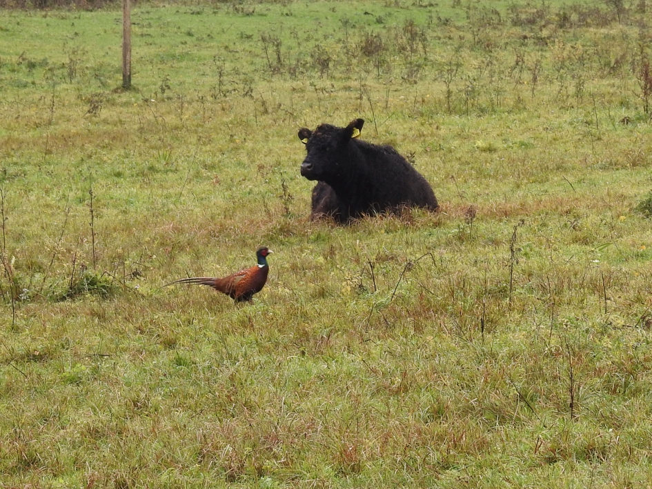 Wat loopt daar nu voorbij ? - Weer en landschap - 