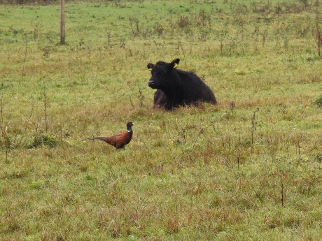 Wat loopt daar nu voorbij ?