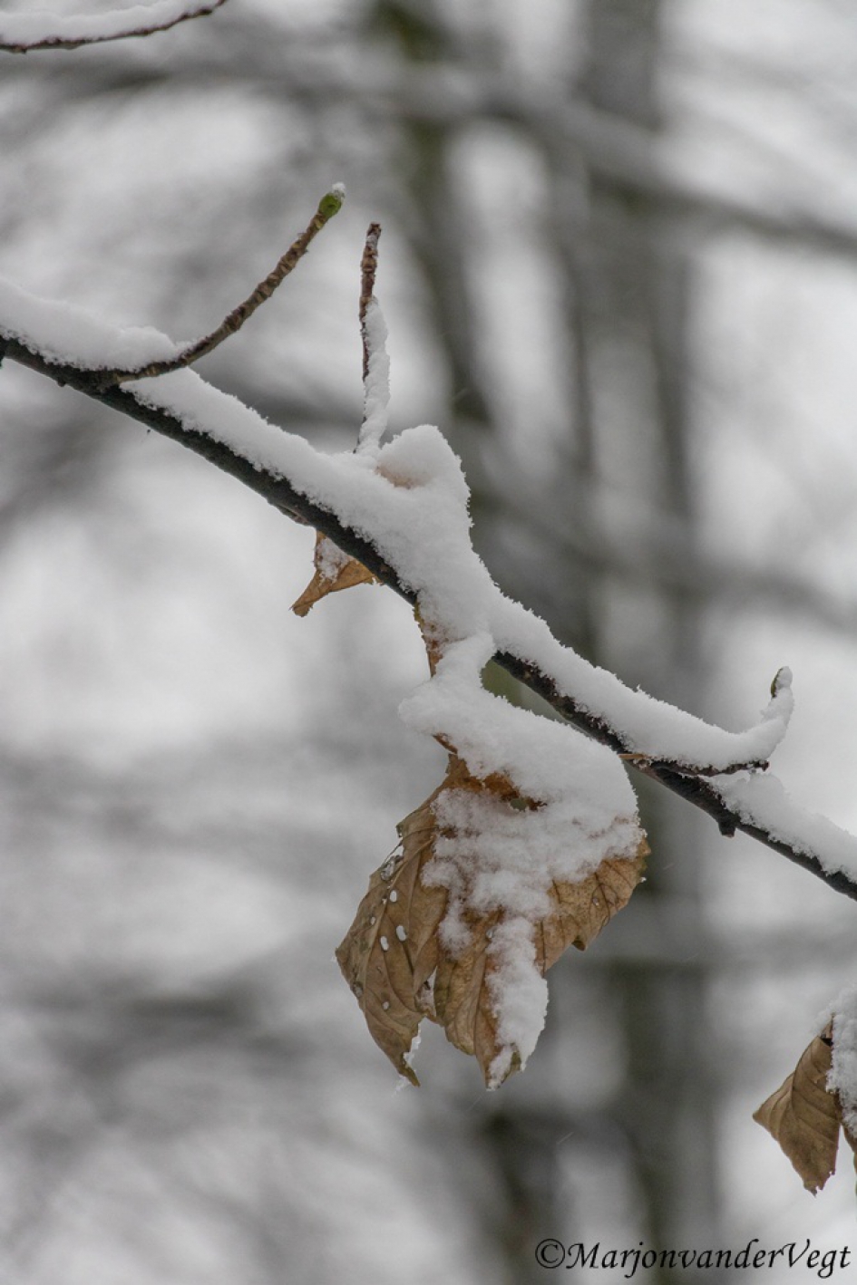 Wat zie jij? - Planten - blad