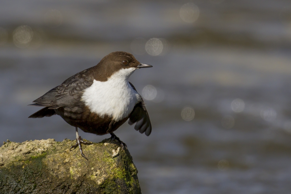 Waterspreeuw - Vogels - 
