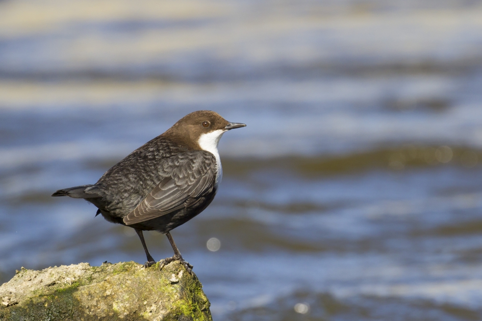 waterspreeuw - Vogels - Waterspreeuw