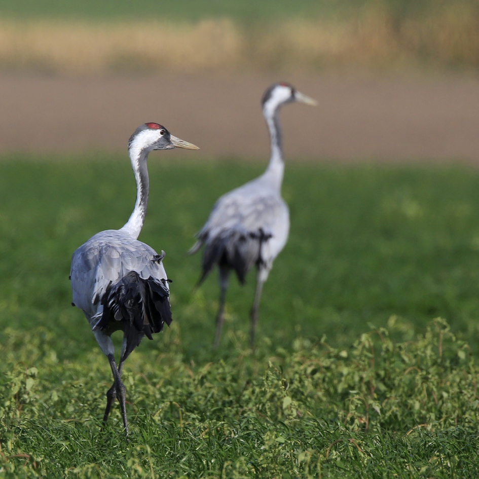 'Where do you go to ... - Vogels - Kraanvogel