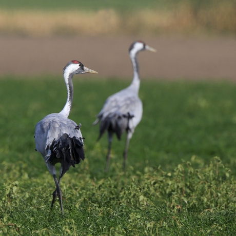 'Where do you go to ...