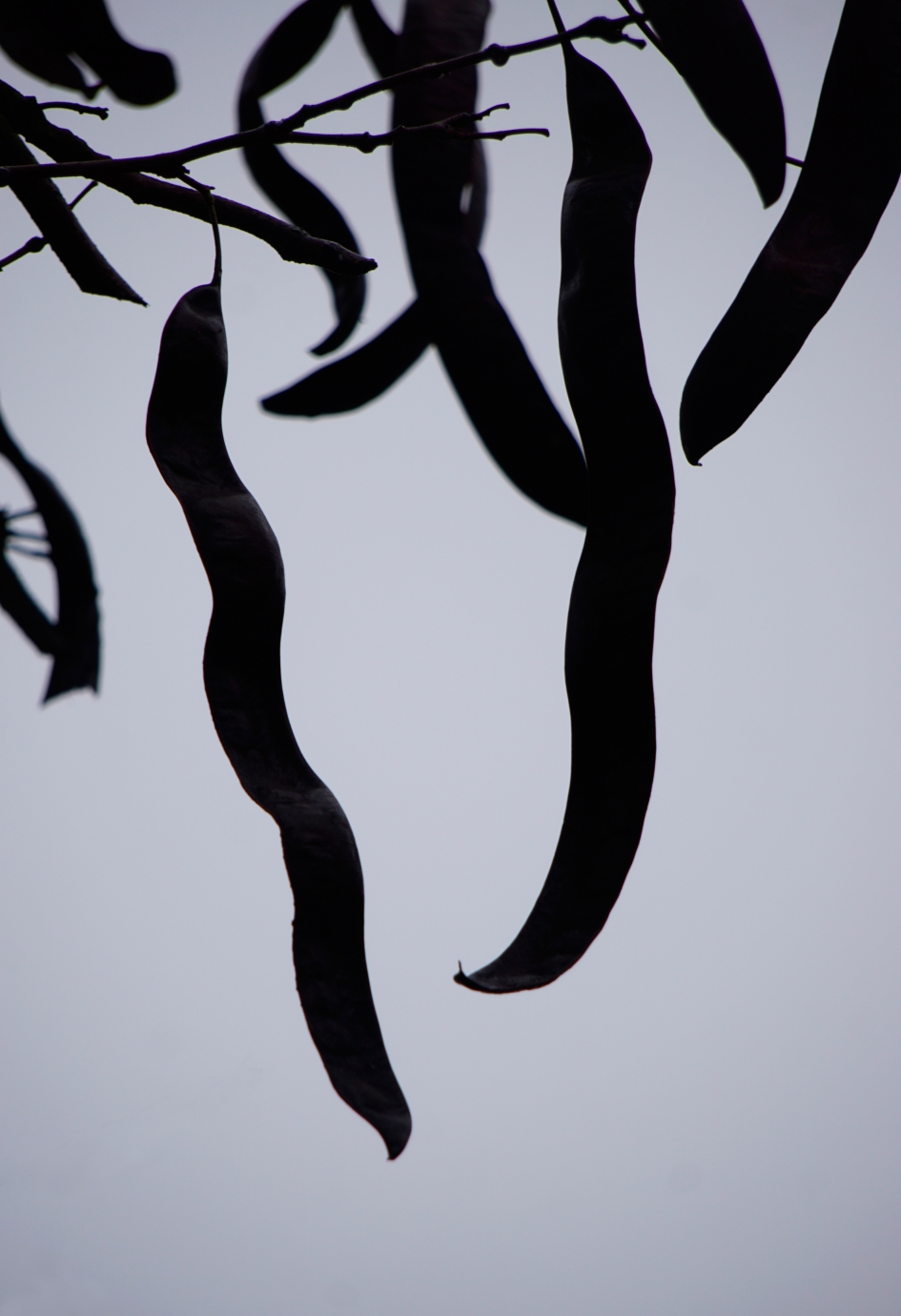 Wij zijn nog blijven hangen.. - Planten - 