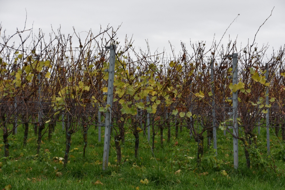 Wijnbouw - Planten - 