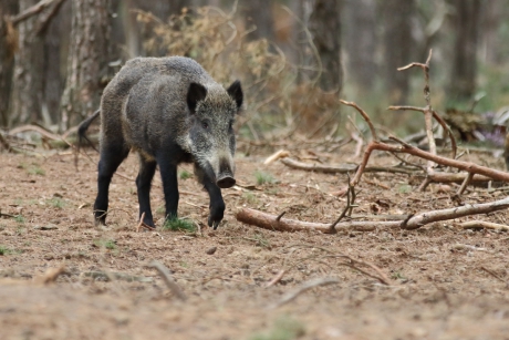 wild zwijn
