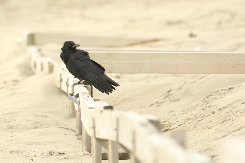 windkracht 6 - Vogels - 