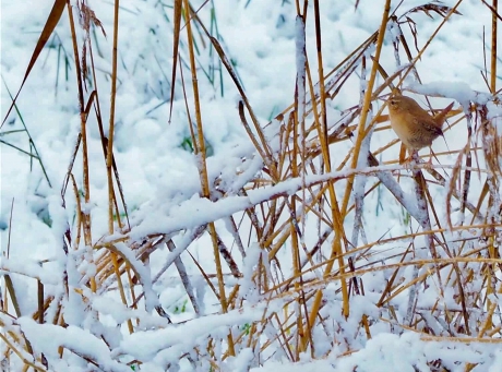 Winterkoninkje
