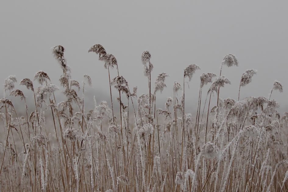 winterlandschap - Planten - 