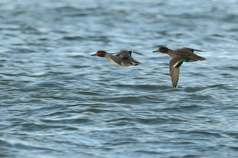 wintertaling -m- - Vogels - 