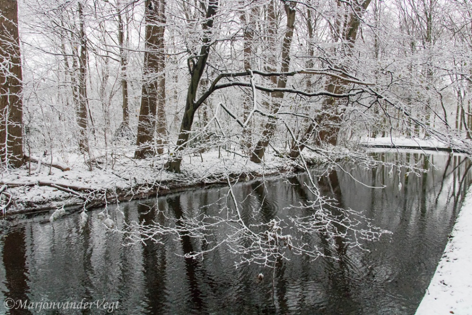 Winterwonderland - Weer en landschap - Bos