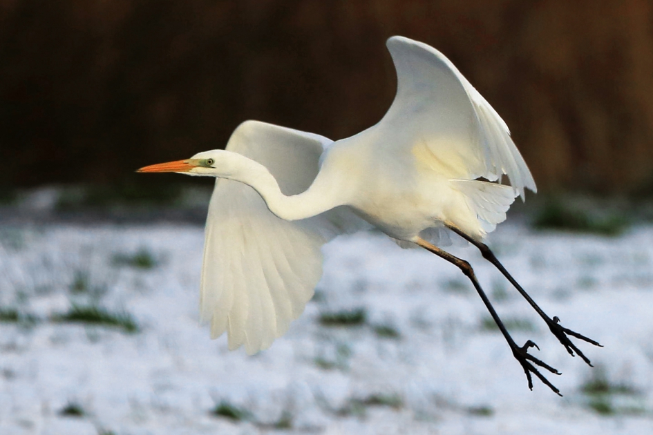 Wit - Vogels - Grote Zilverreiger