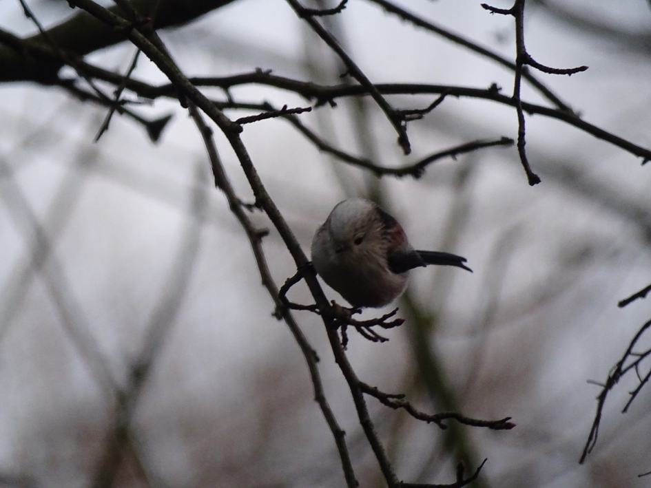 witkoppige staartmees - Vogels - witkoppige staartmees