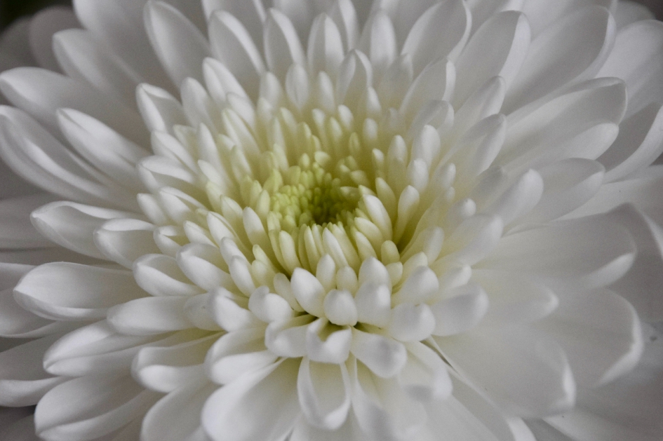 Witte chrysant - Planten - 