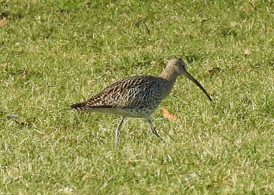 Wulp in het weiland - Vogels - Wulp