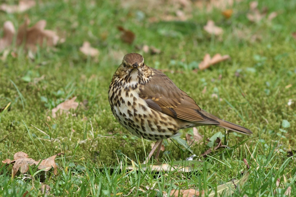 zanglijster - Vogels - 