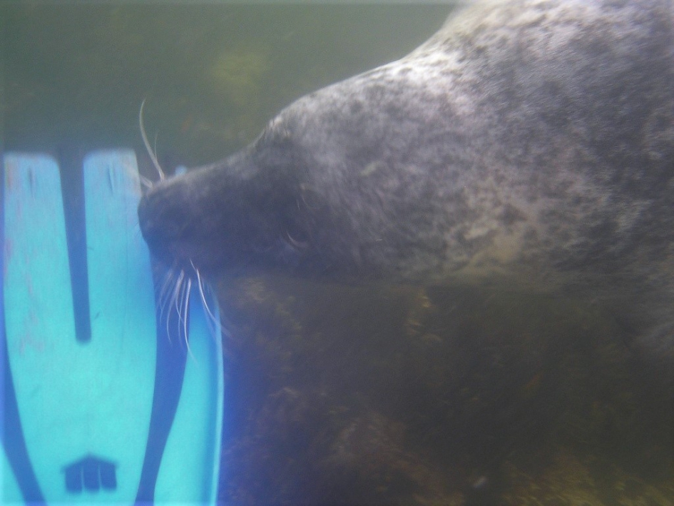 Zeehond proeft aan mijn vin - Zoogdieren - Grijze zeehond
