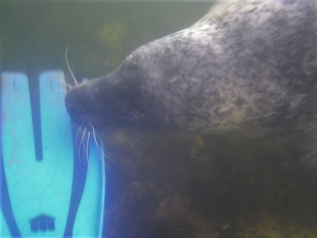 Zeehond proeft aan mijn vin