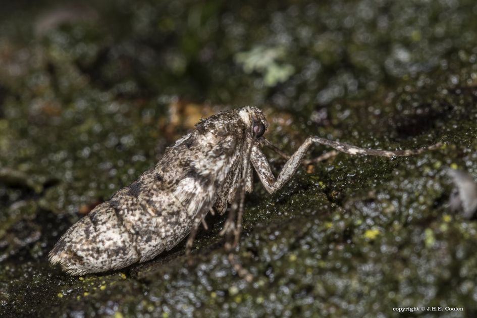 Zij.... - Geleedpotigen - Kleine wintervlinder