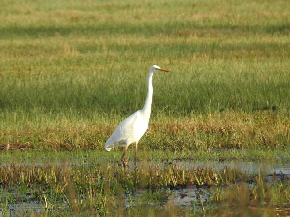 Zilverreiger net voor deze een kikker vangt - Vogels - Grote Zilverreiger