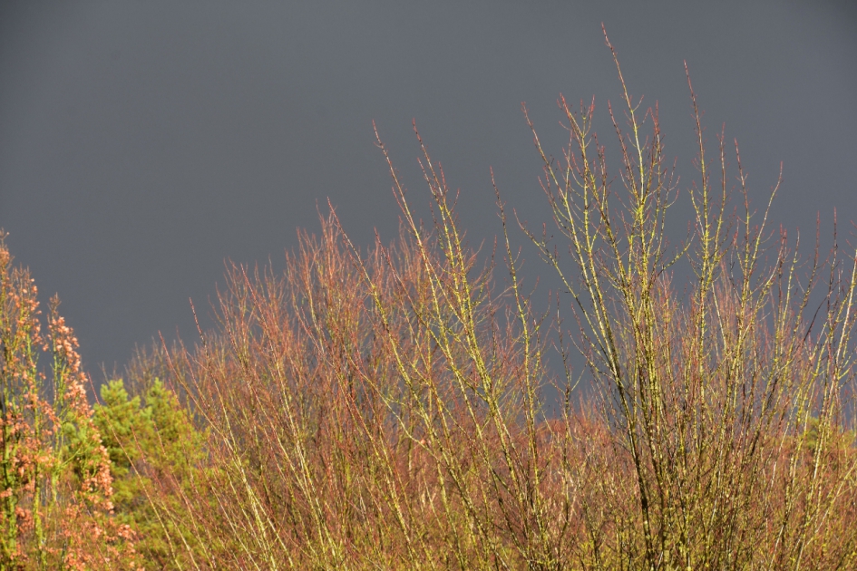 Zon op de boomtoppen - Planten - 