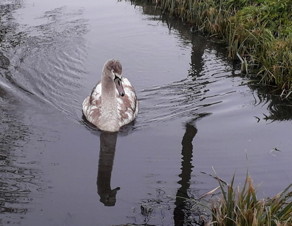 Zwaan - Vogels - 
