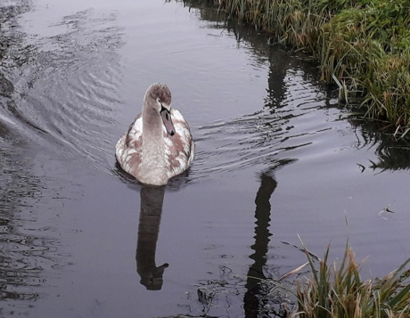 Zwaan