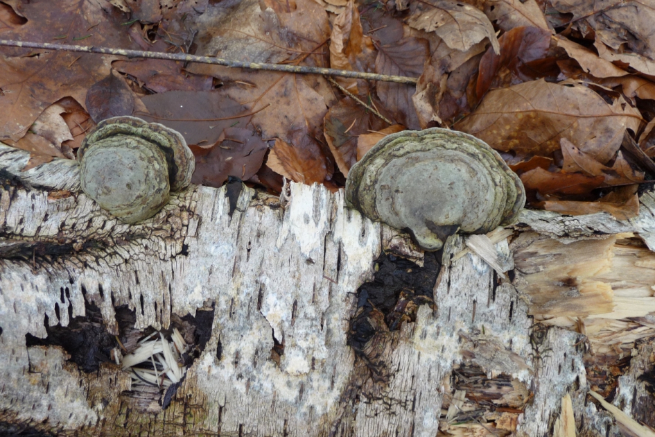 Zwammen - Schimmels - 