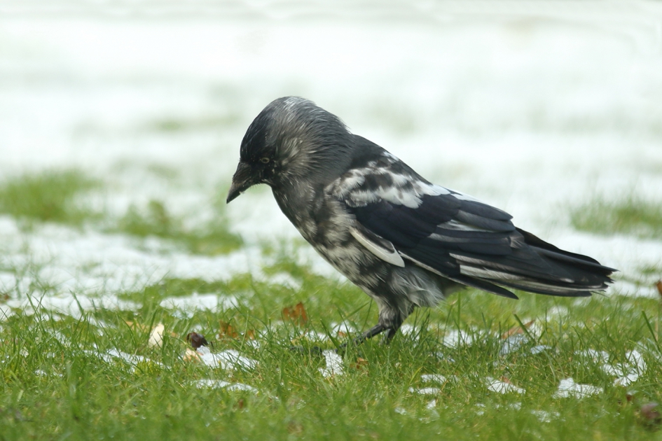 zwart-wit kauw - Vogels - 