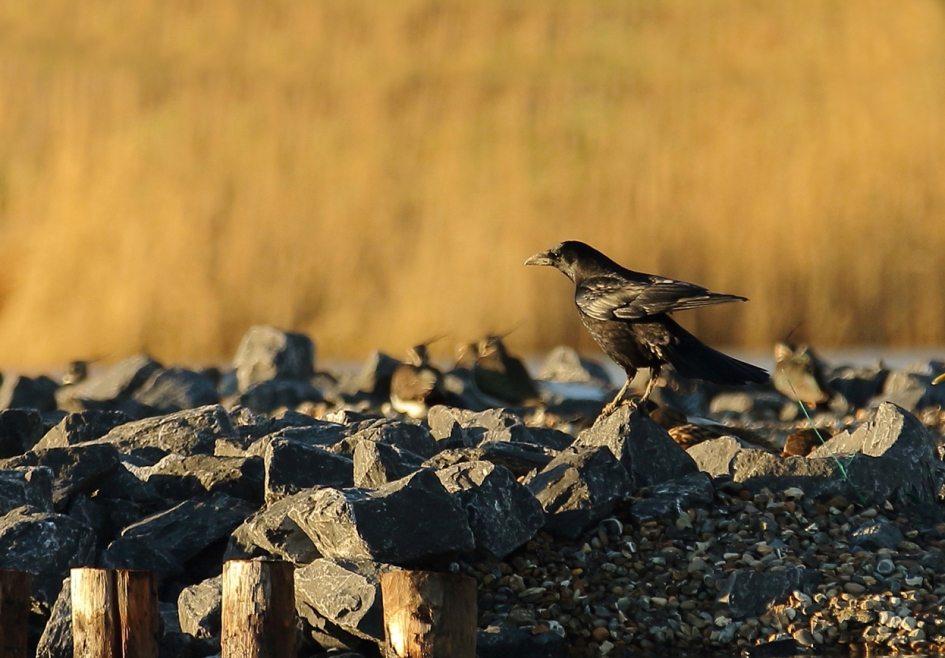 zwarte kraai - Vogels - 