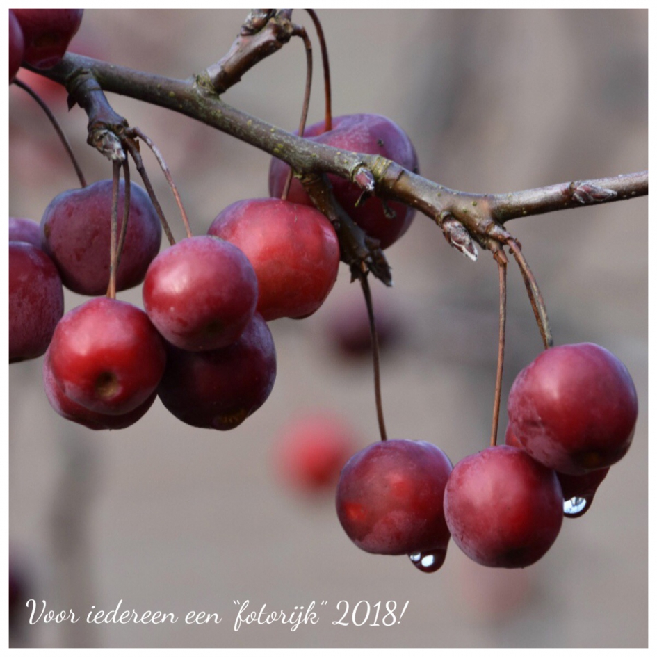 1-1-2018 - Planten - 