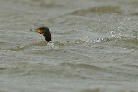 aalscholver -althans een deel.....-