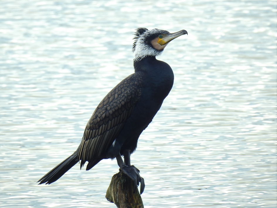 Aalscholver op volle kleur in zomerkleed - Vogels - Aalscholver