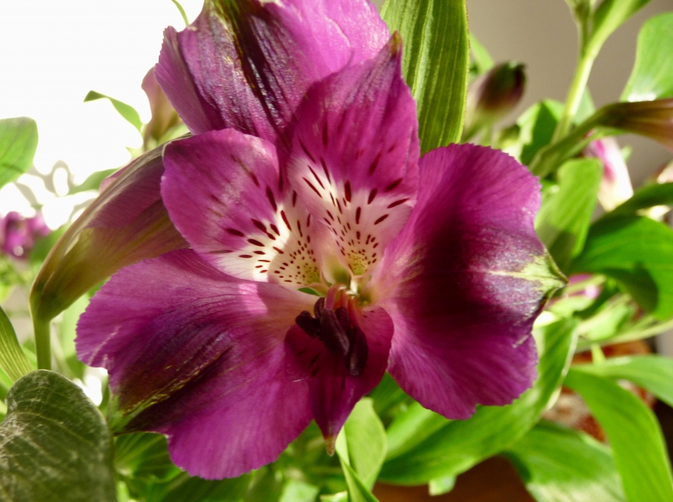 Alstroemeria - Planten - 