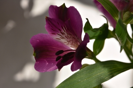 Alstroemeria