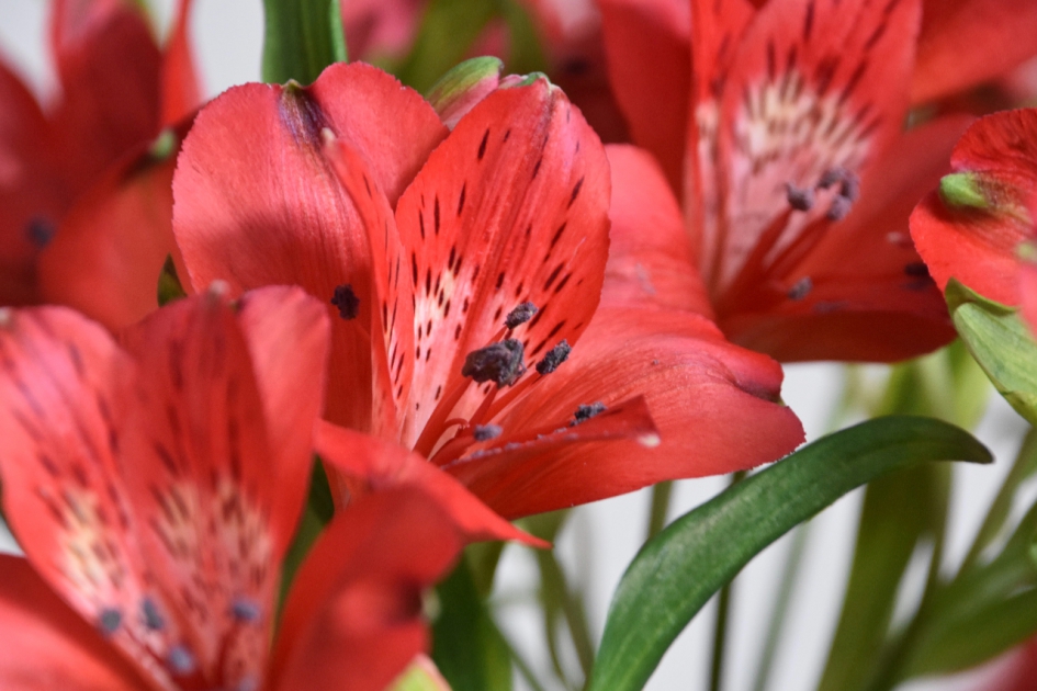Alstroemeria - Planten - 