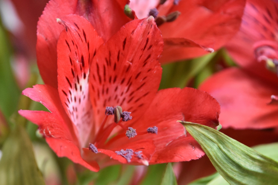 Alstroemeria - Planten - 