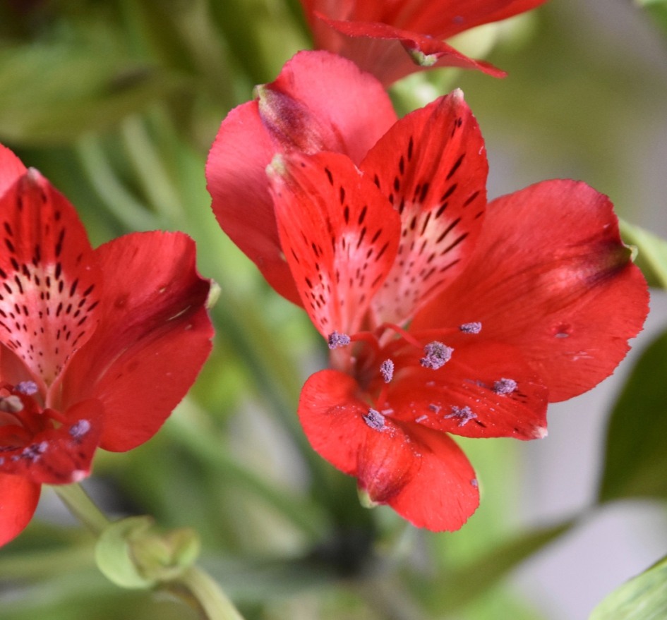 Alstroemeria - Planten - 