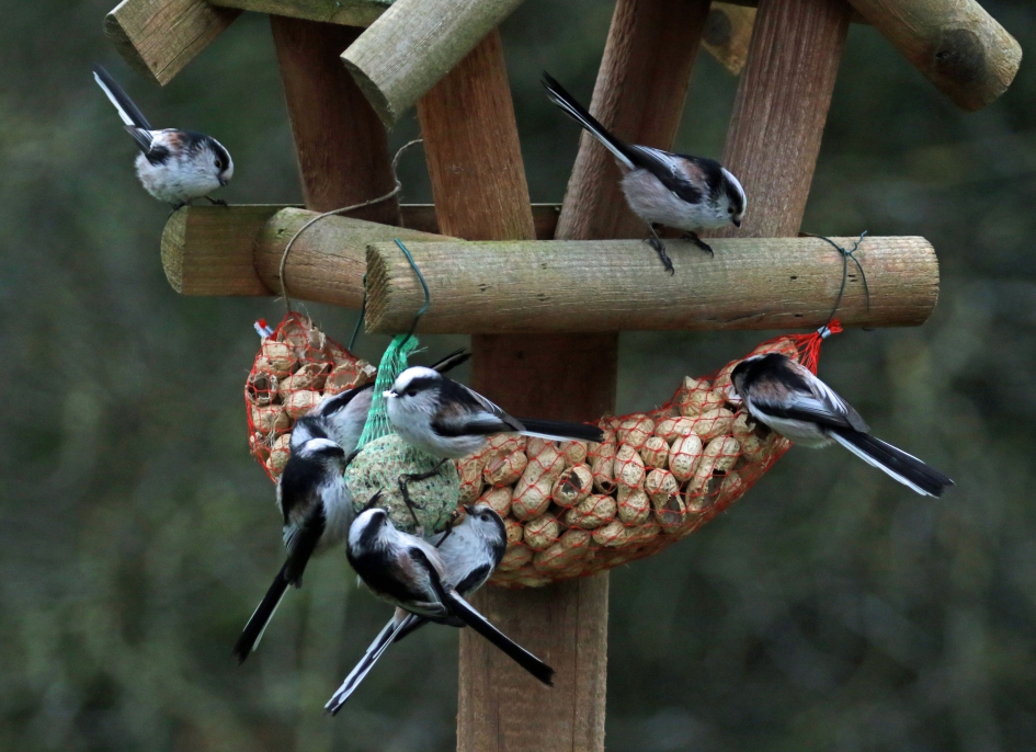 Altijd welkom tuinbezoek - Vogels - Staartmezen