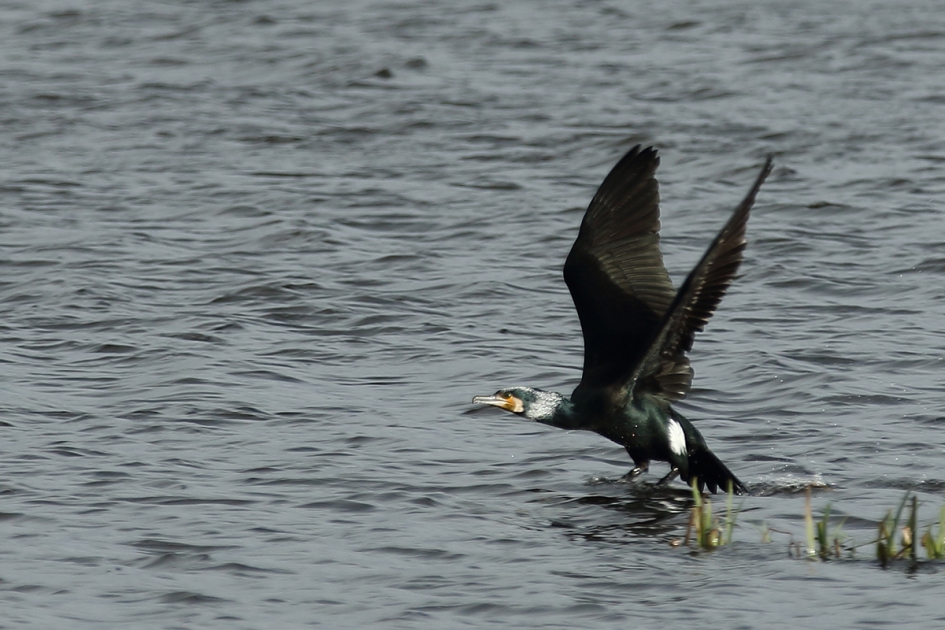 and.....lift off - Vogels - 