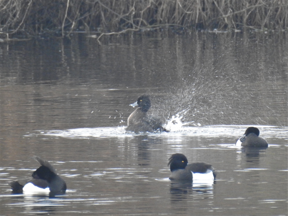 Badderende kuifeenden - Vogels - Kuifeend