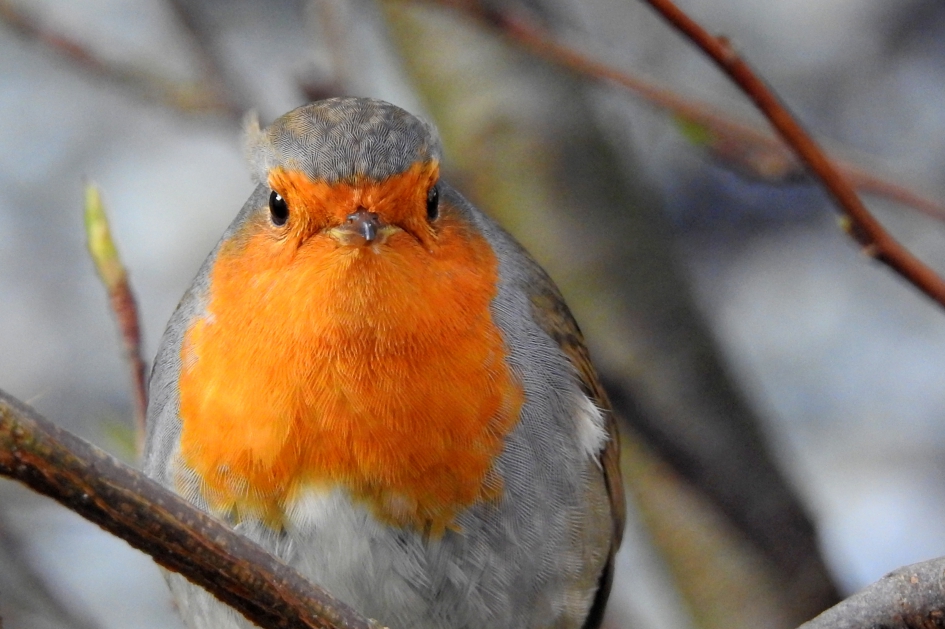 Beetje verstopt - Vogels - Roodborst