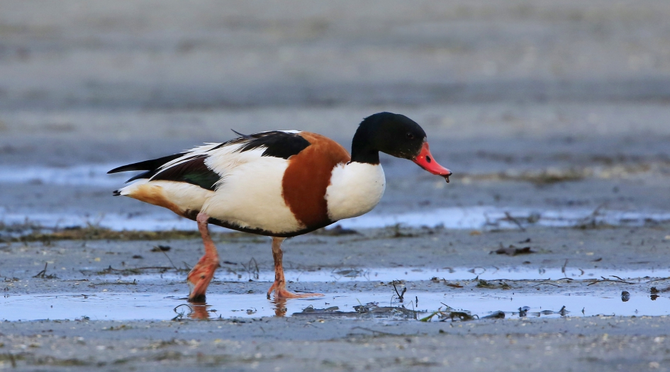Bergeenden in de polder - Vogels - Bergeend