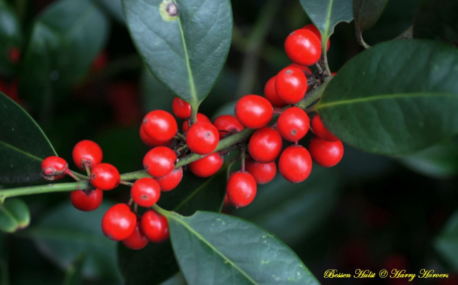 Bessen - Hulst - Planten - 