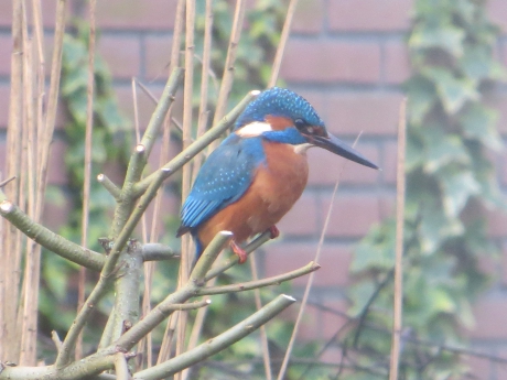 Bezoek IJsvogel op nieuwjaarsochtend 2018