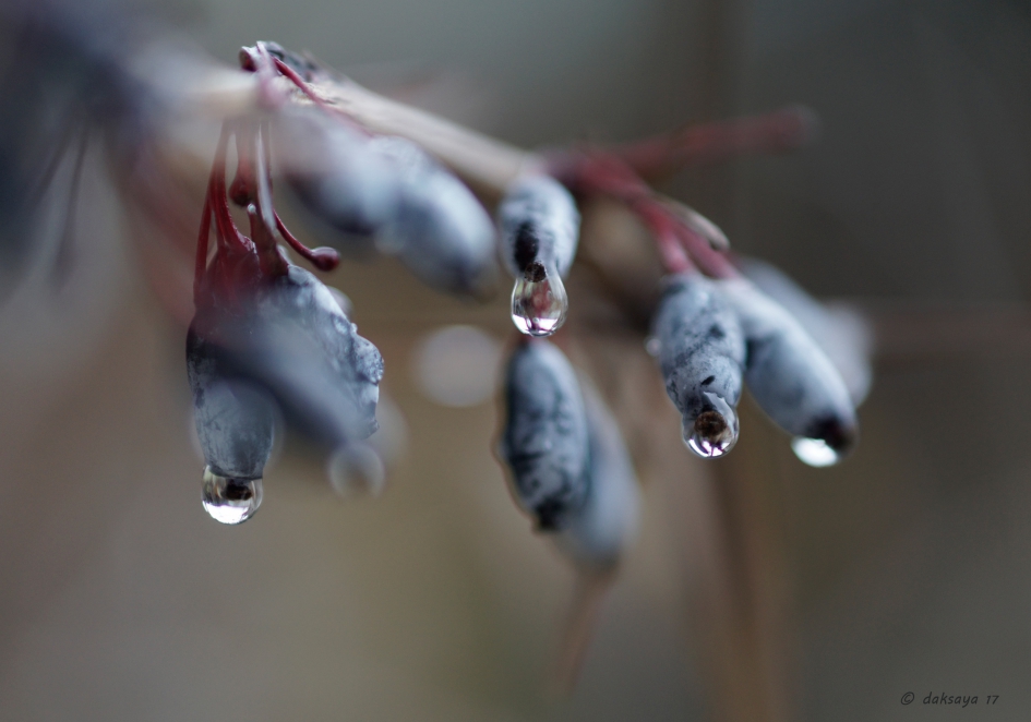 Blauwe bessen - Planten - 