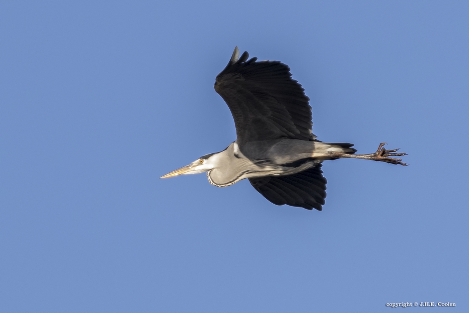 Blauwe reiger - Vogels - Blauwe reiger