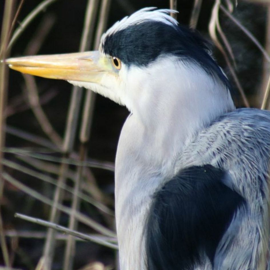 Blauwe reiger close up - Vogels - Blauwe reiger