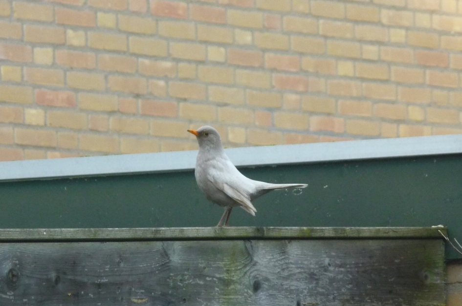 Bleke merel - Vogels - Merel